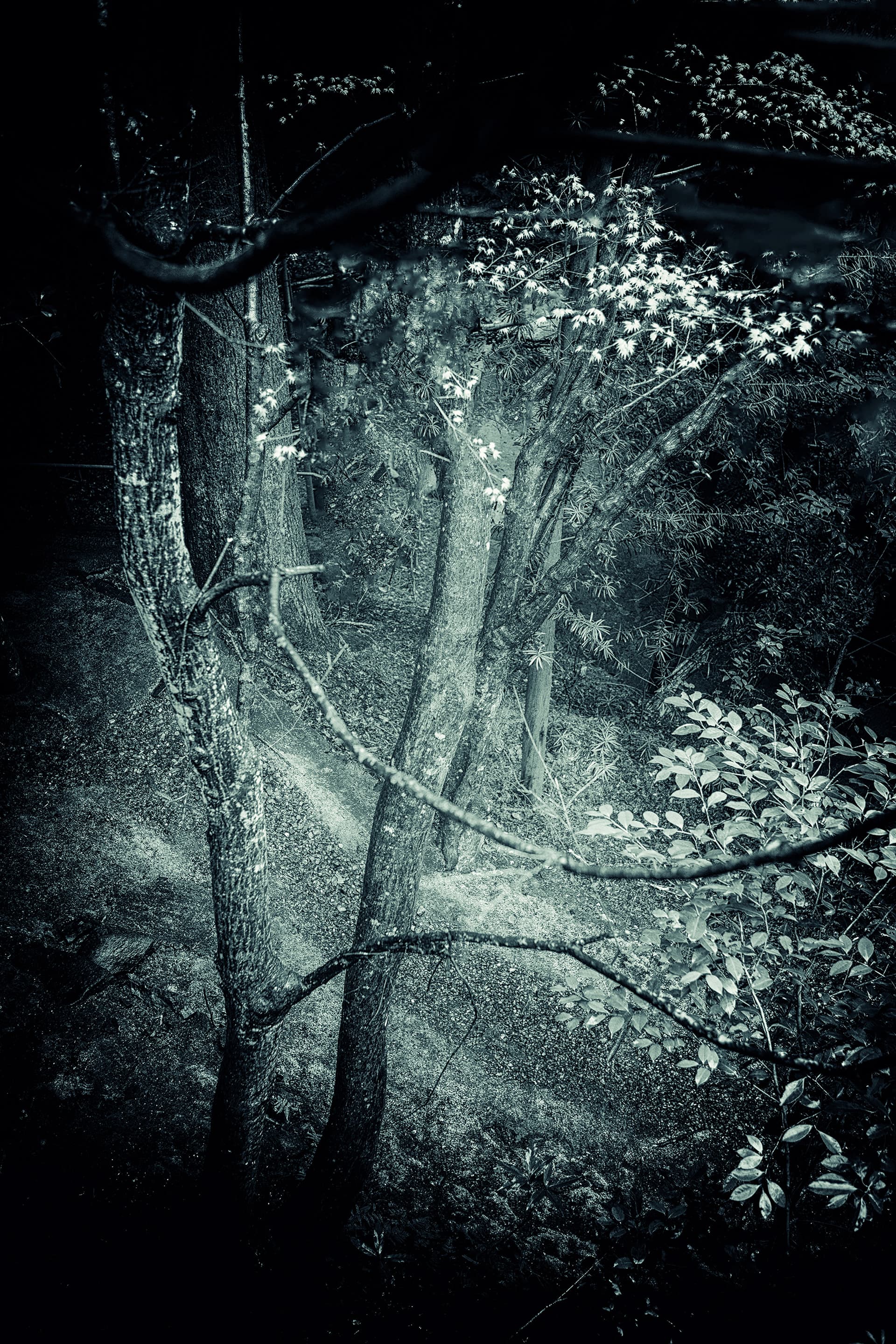 Wazuka Forest